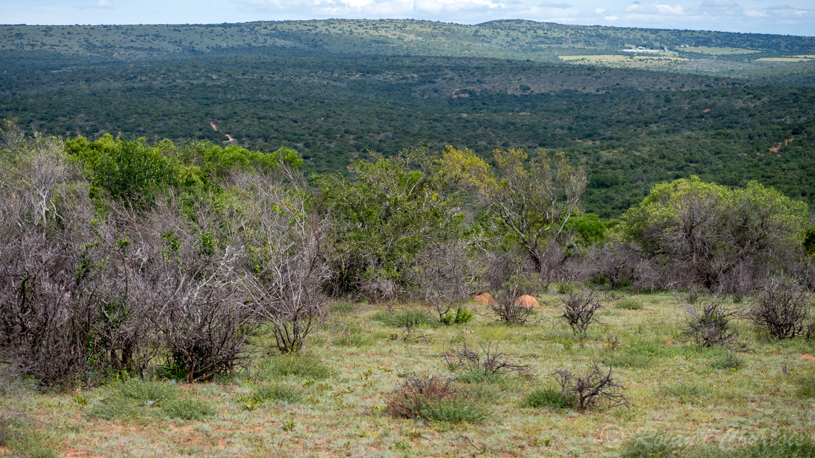 Paysage dans la réserve de Pumba.