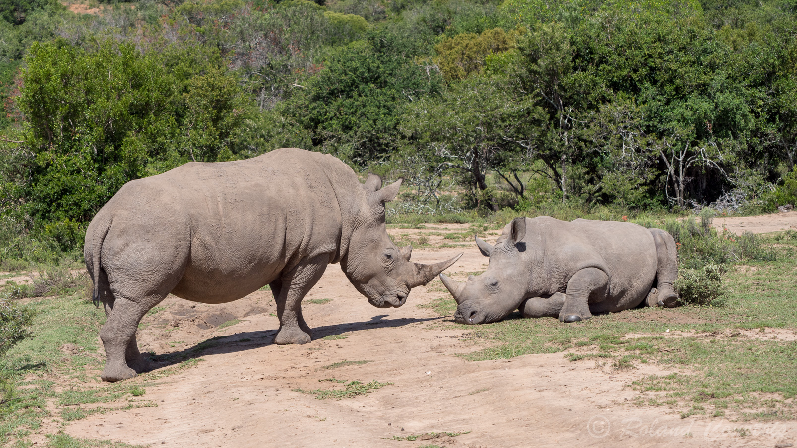 Belle surprise, des Rhinocéros blancs  au milieu de la piste....