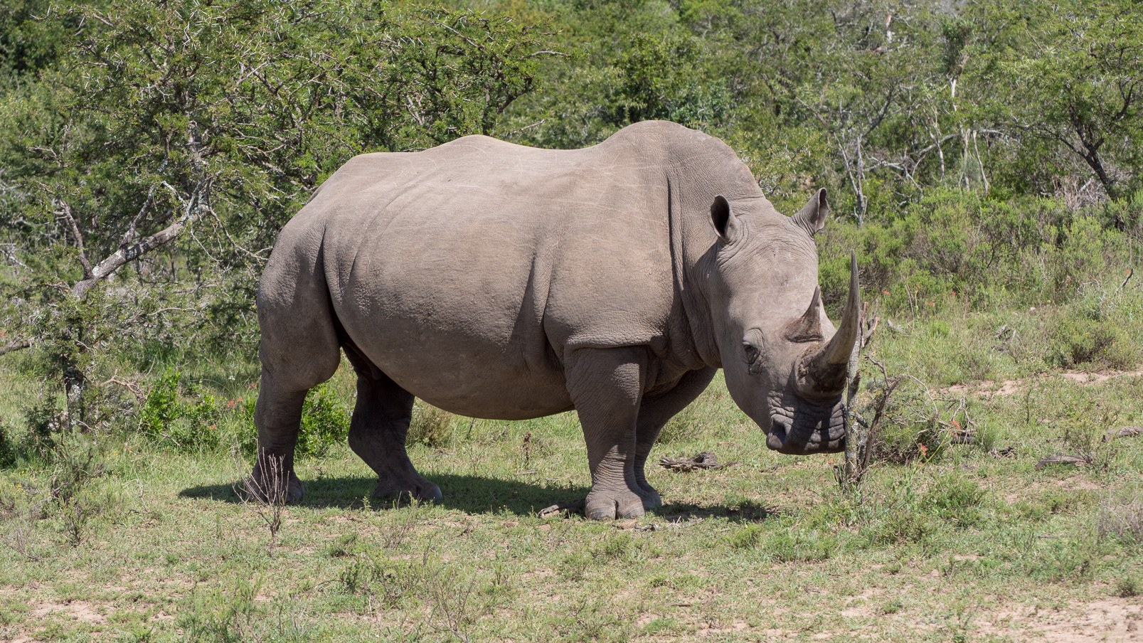 Les néerlandais parlent de rhinocéros blanc (witte neushoorn).