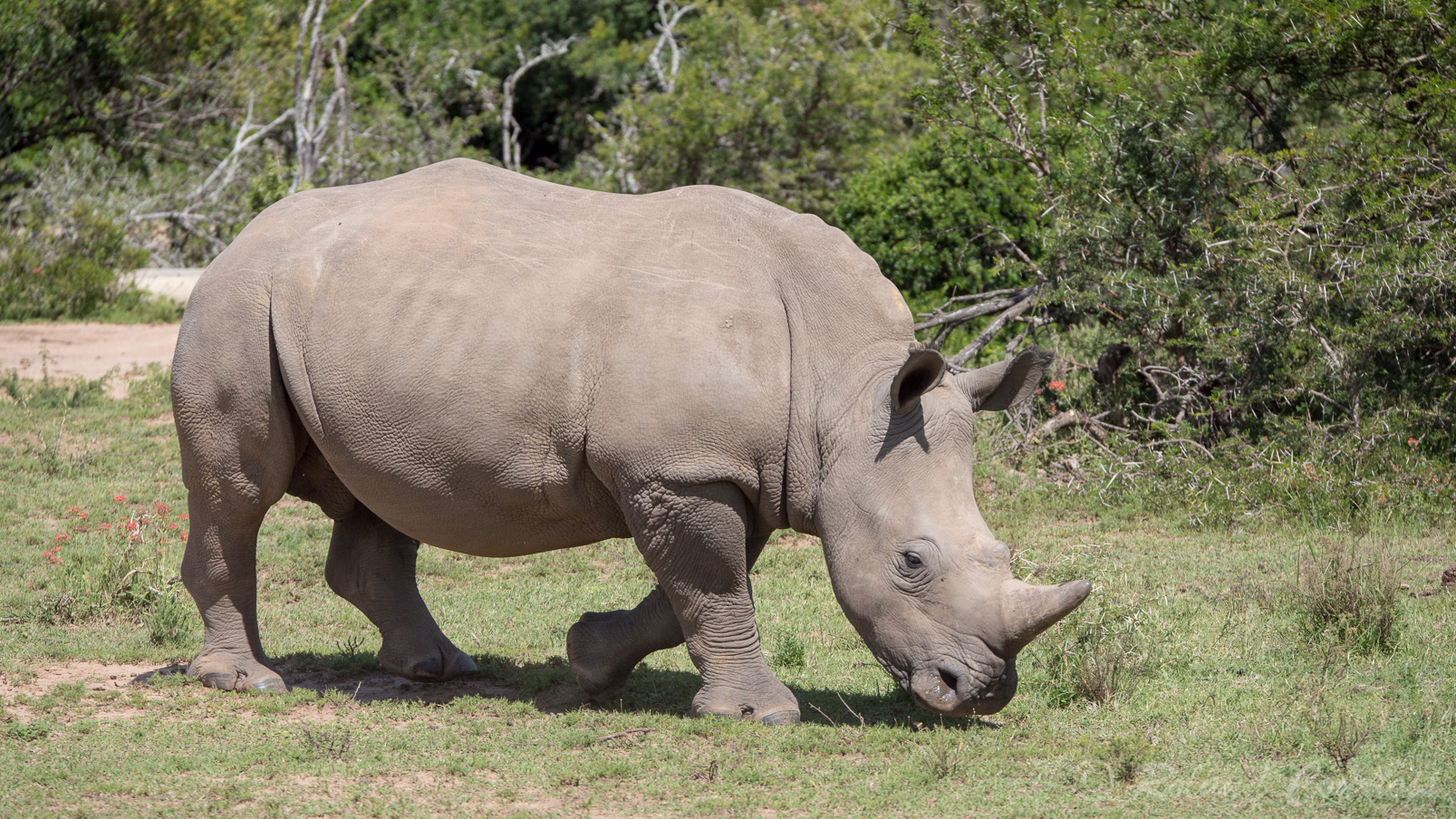 Pourquoi « rhinocéros blanc » ?  Cela viendrait d'une confusion linguistique sur le mot néerlandais wijde (« large ») ...