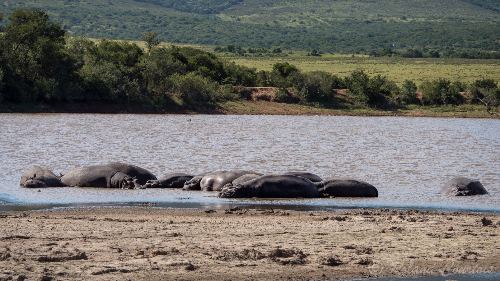 Hippopotames faisant la sieste dans un étang.