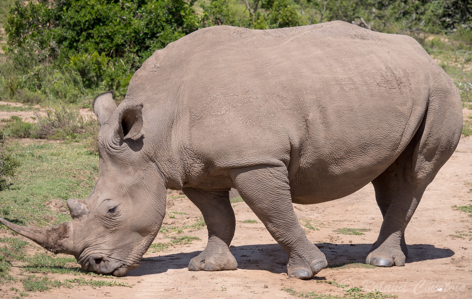 .... qui décrit la forme de sa lèvre qui le distingue des autres espèces de rhinocéros.