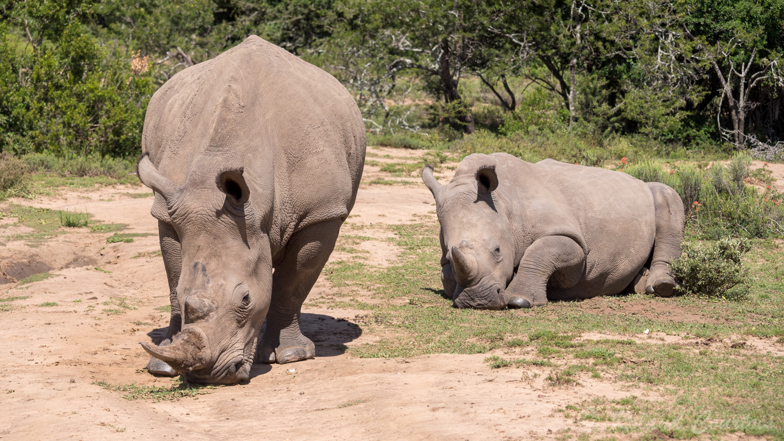 Rhinocéros blancs (un adulte et un jeune).