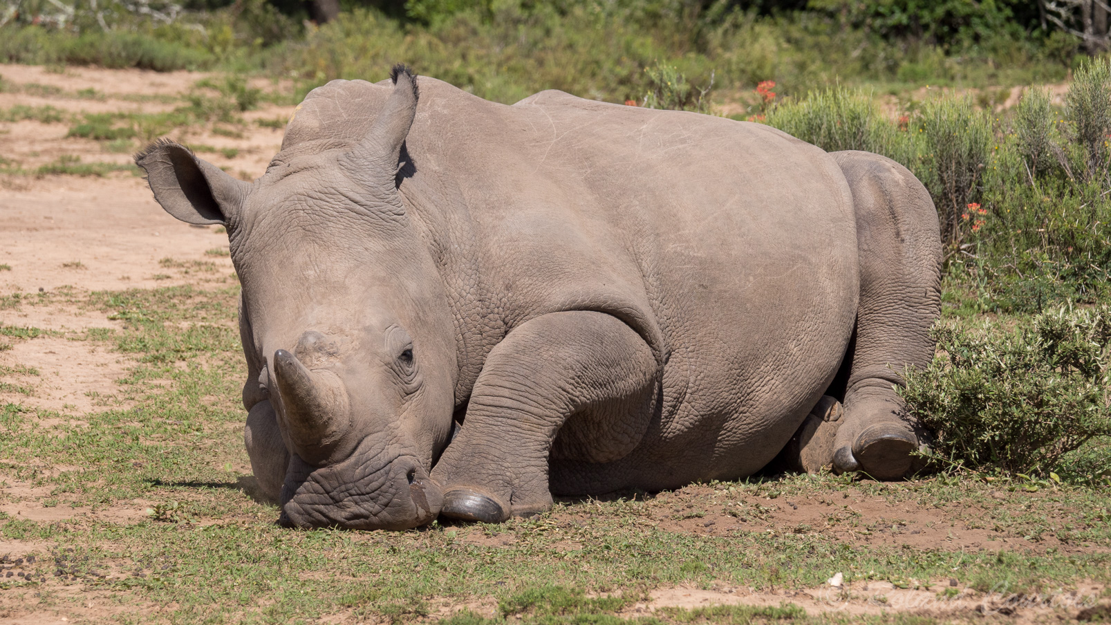 La peau des rhinocéros blancs est de couleur grise, légèrement plus claire que celle des rhinocéros noirs.
