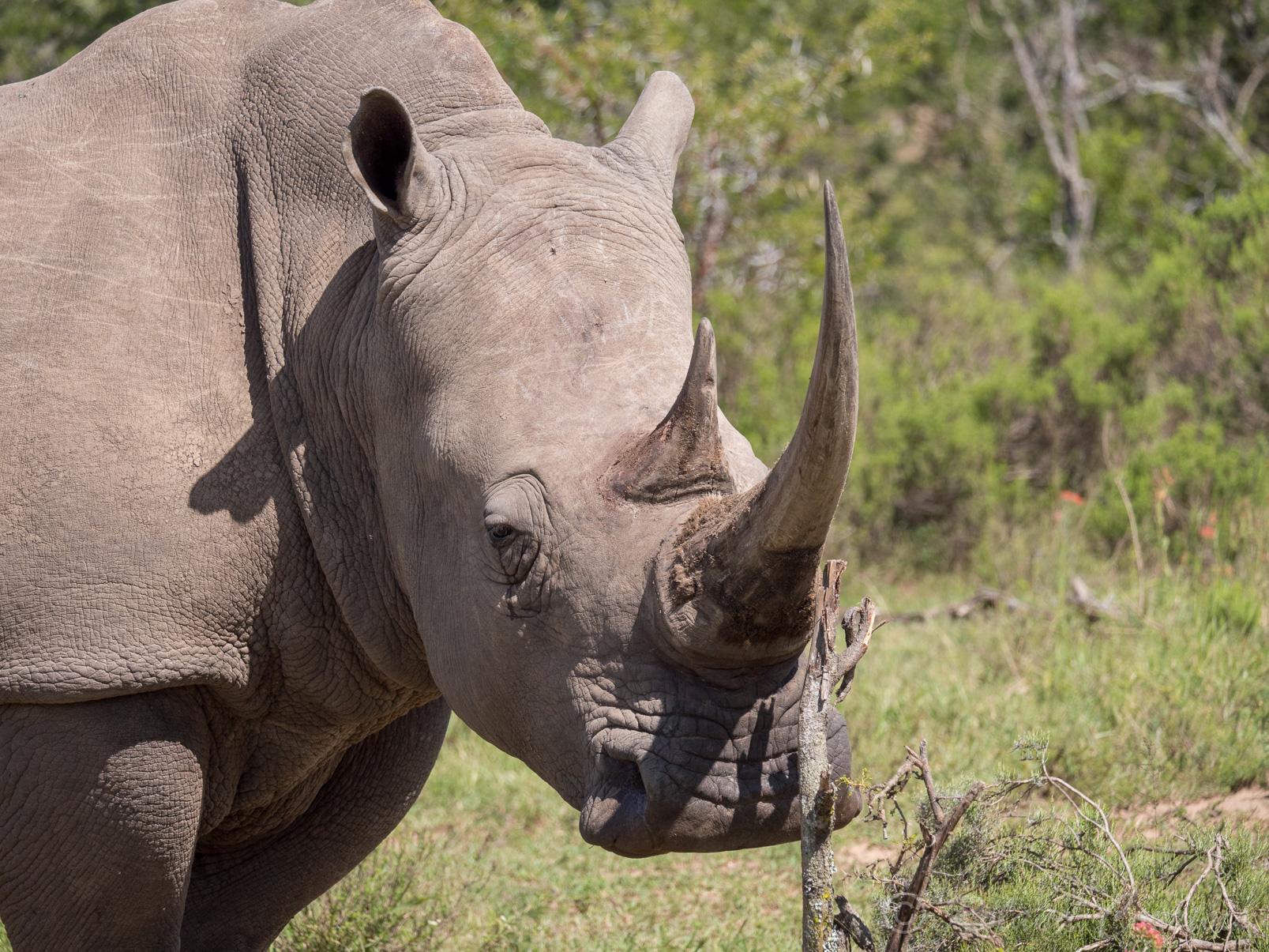 .... tandis que le rhinocéros noir se nourrit de feuilles et de jeunes pousses d'arbre.