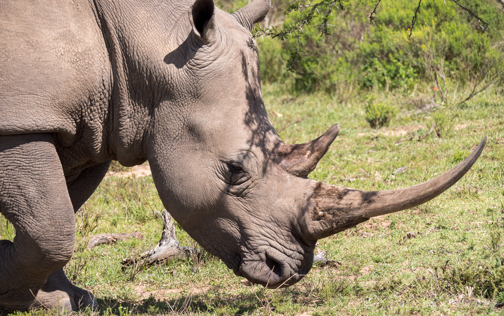 La  rhinocéros blanc peut aller jusqu'à 4 m de long et sa hauteur au garrot est d'environ 1,90 m. Sa masse va de 2 jusqu'à 3 tonnes,