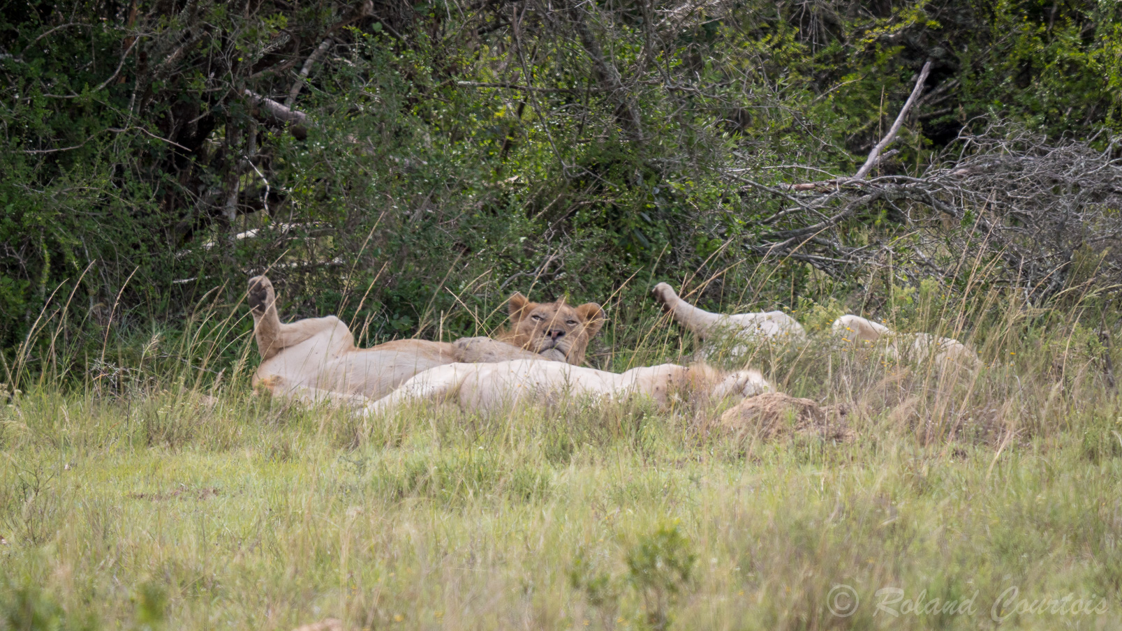Une famille de Lions Blancs en pleine sieste dans les hautes herbes. C'est une espèce très rare.