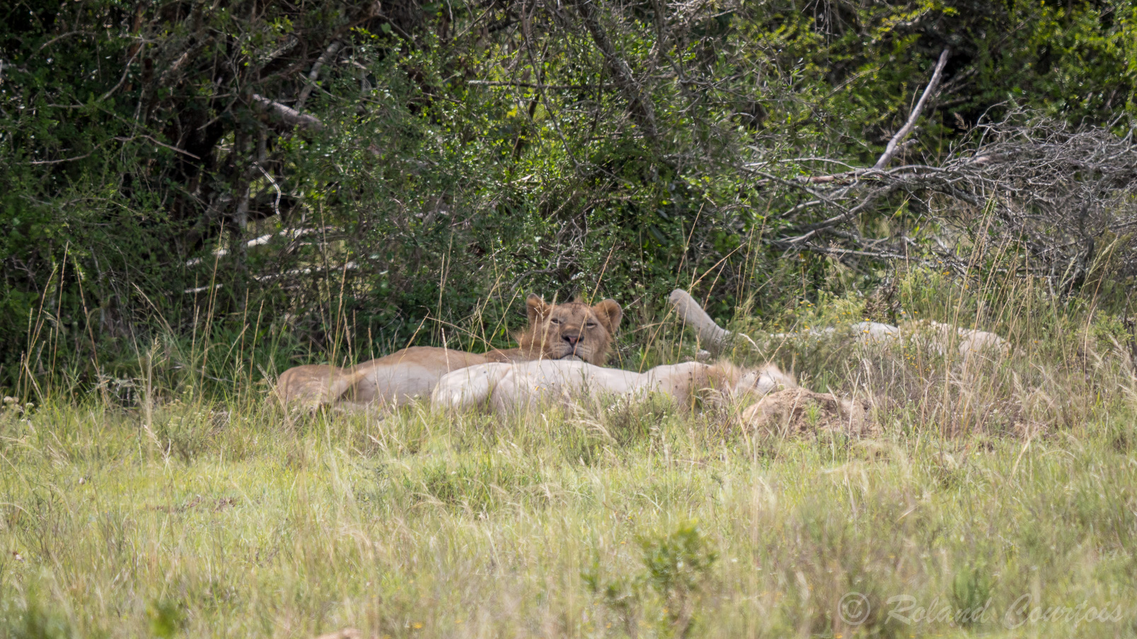 Une famille de Lions Blancs en pleine sieste dans les hautes herbes. C'est une espèce très rare.