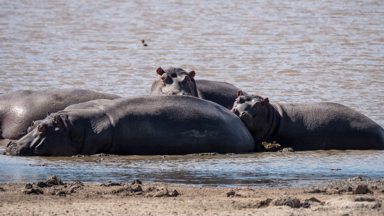Hippopotames faisant la sieste dans un étang.
