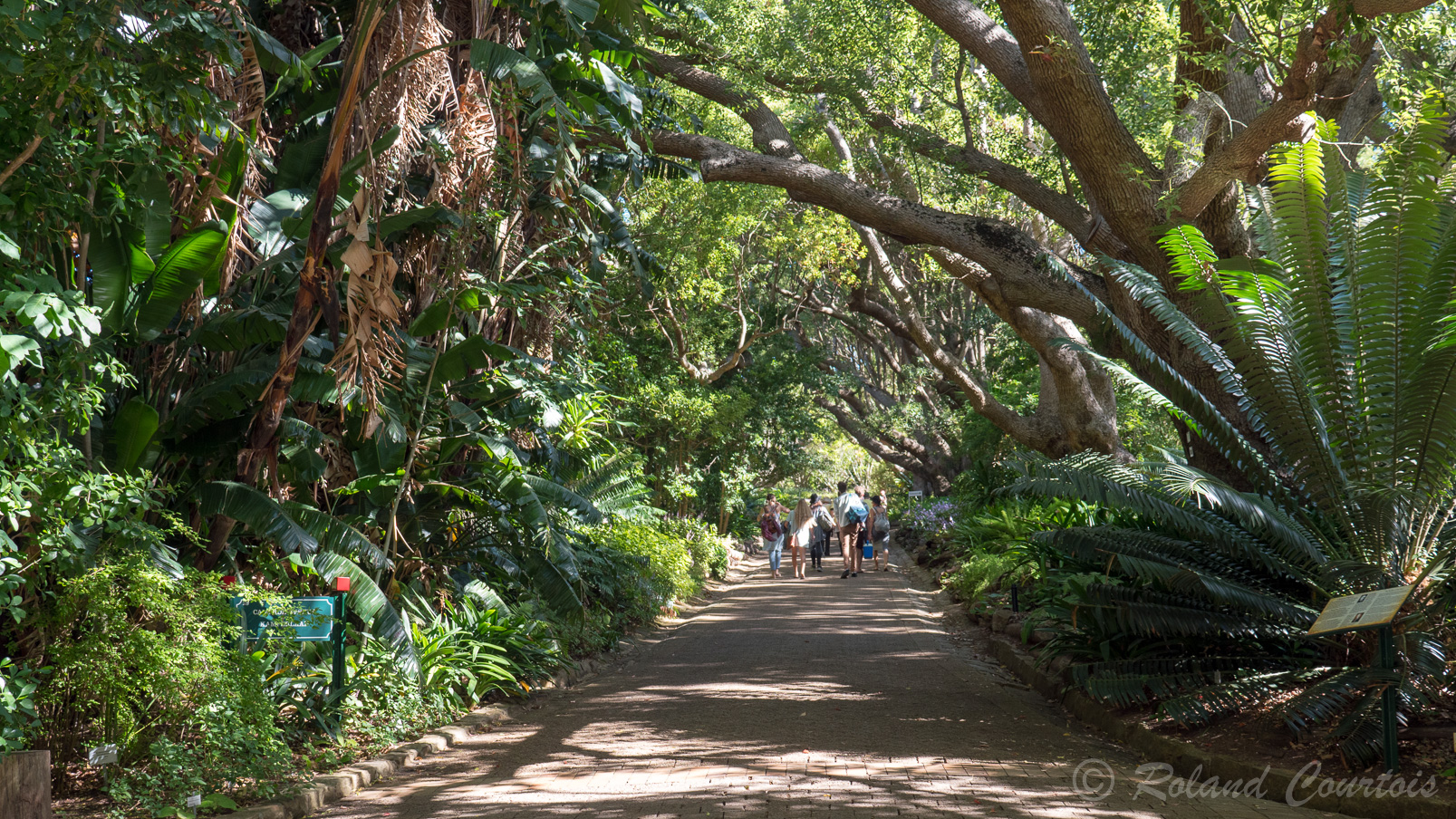 Le Jardin Botanique de Kirstenbosch s’étend sur plus de 560 hectares sur le versant oriental de la Montagne de la Table.