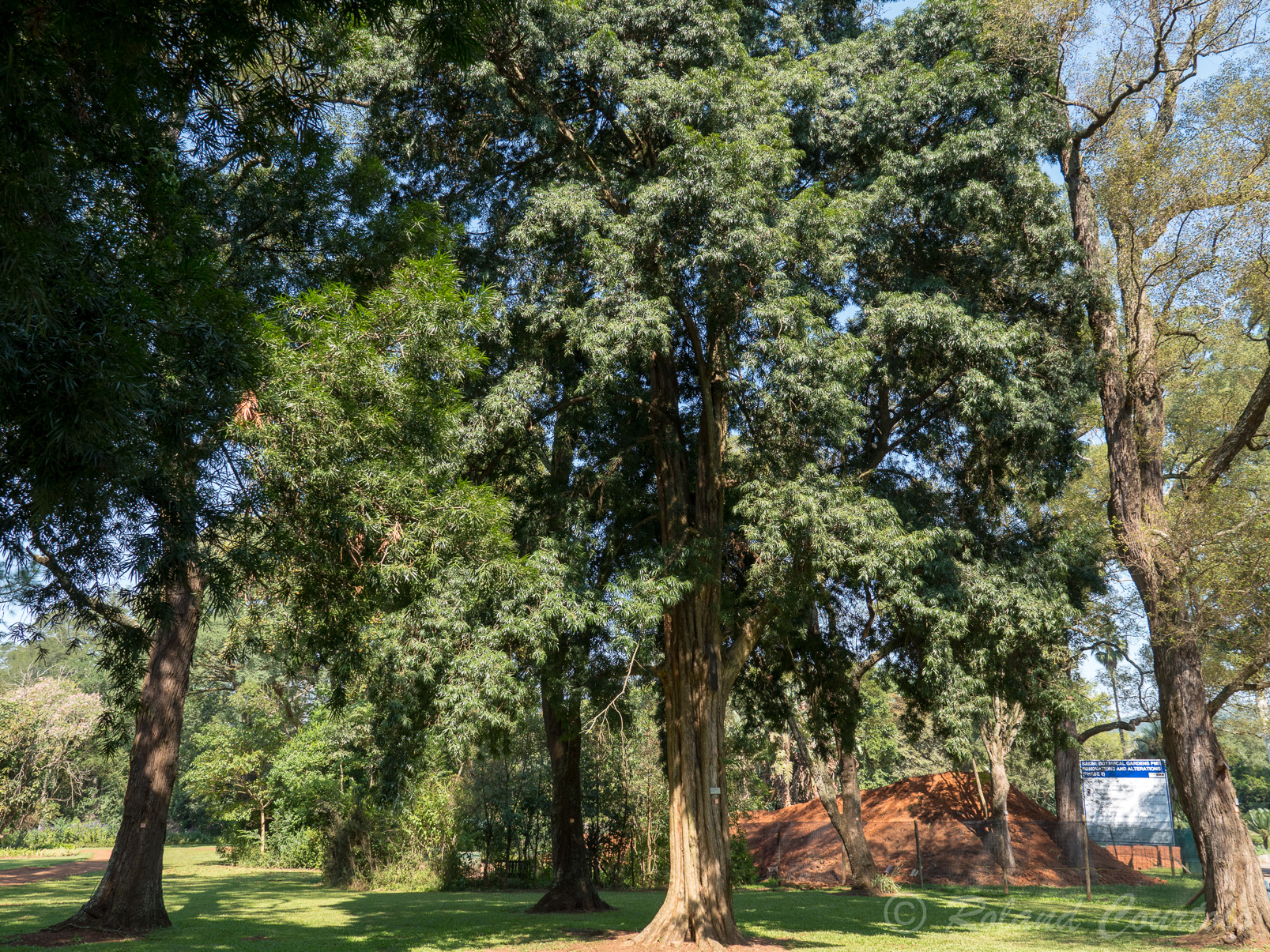 Jardin botanique de Pietermaritzburg. Podocarpus Henkelii.