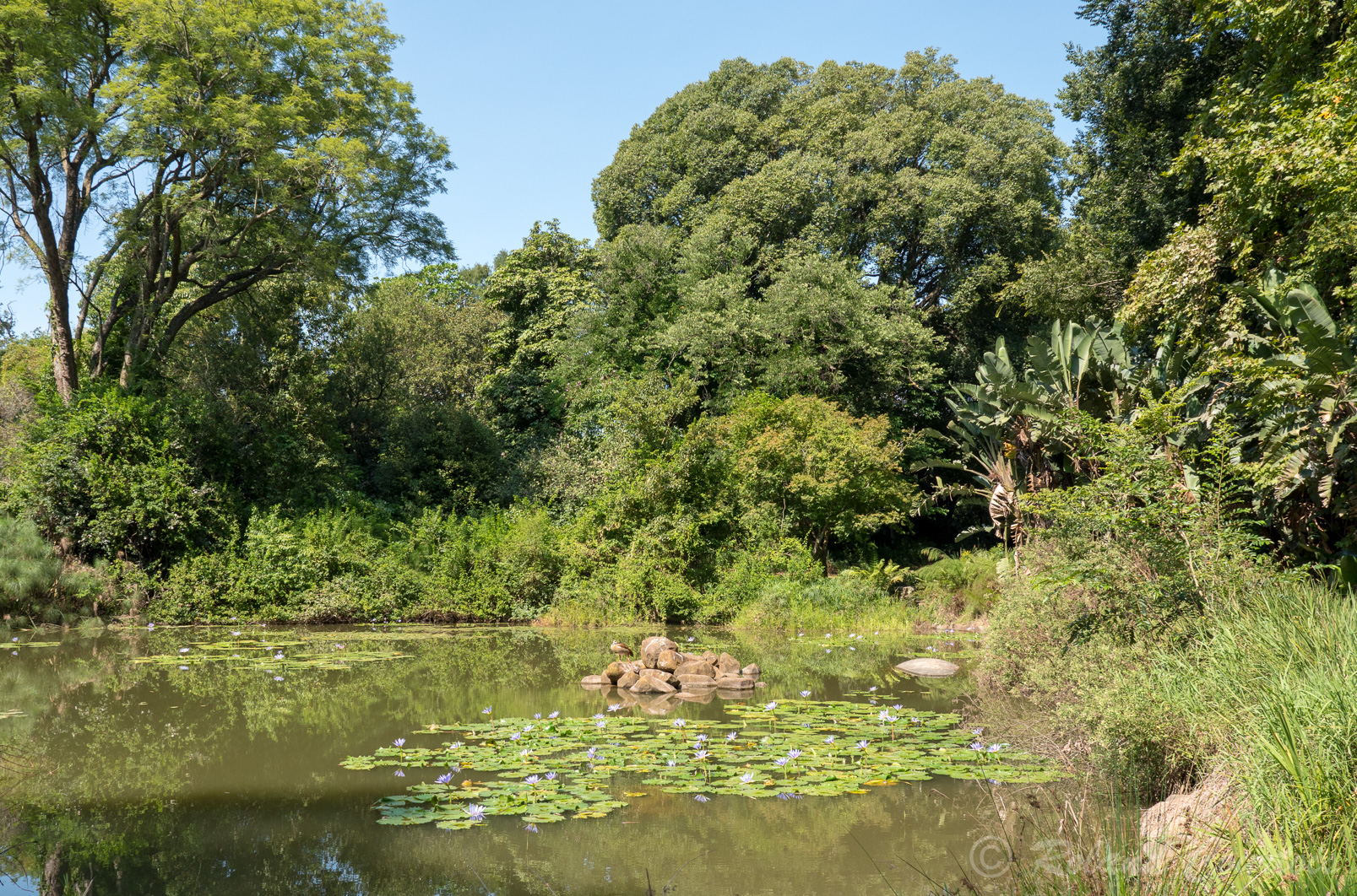 Jardin botanique de Pietermaritzburg.