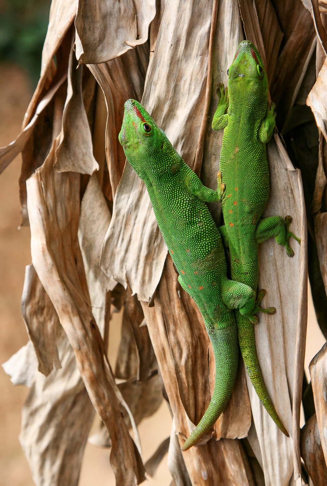 Gecko diurne géant de Madagascar.