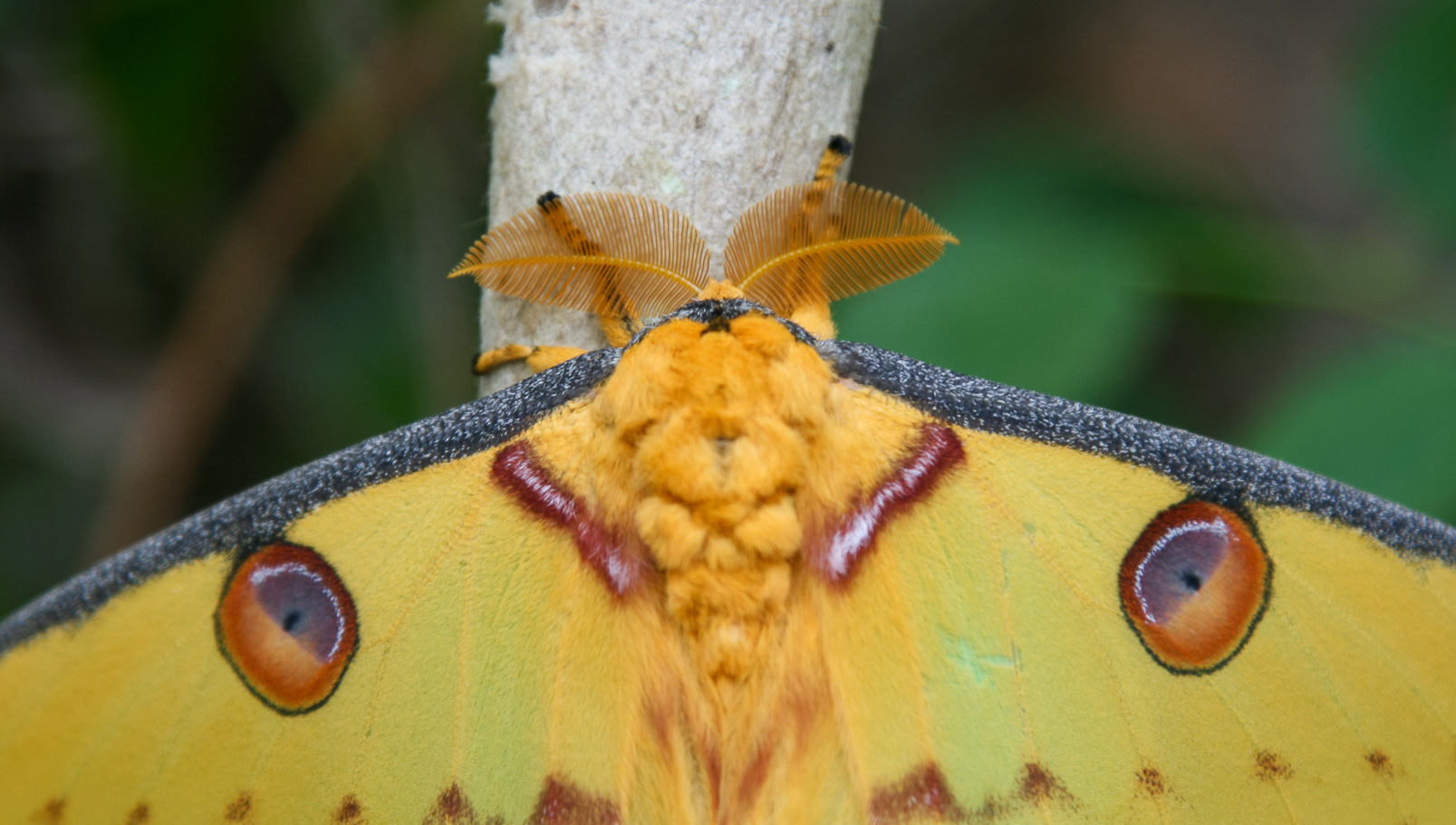 Papillon Comète de Madagascar (Argema mittrei)