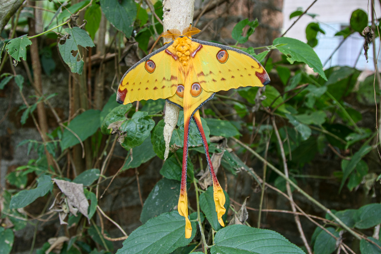 Papillon Comète de Madagascar (Argema mittrei)