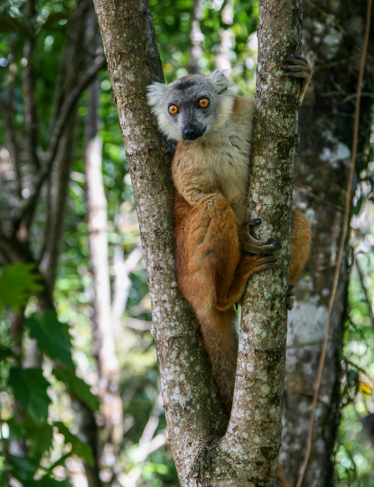 Lemurien macaco