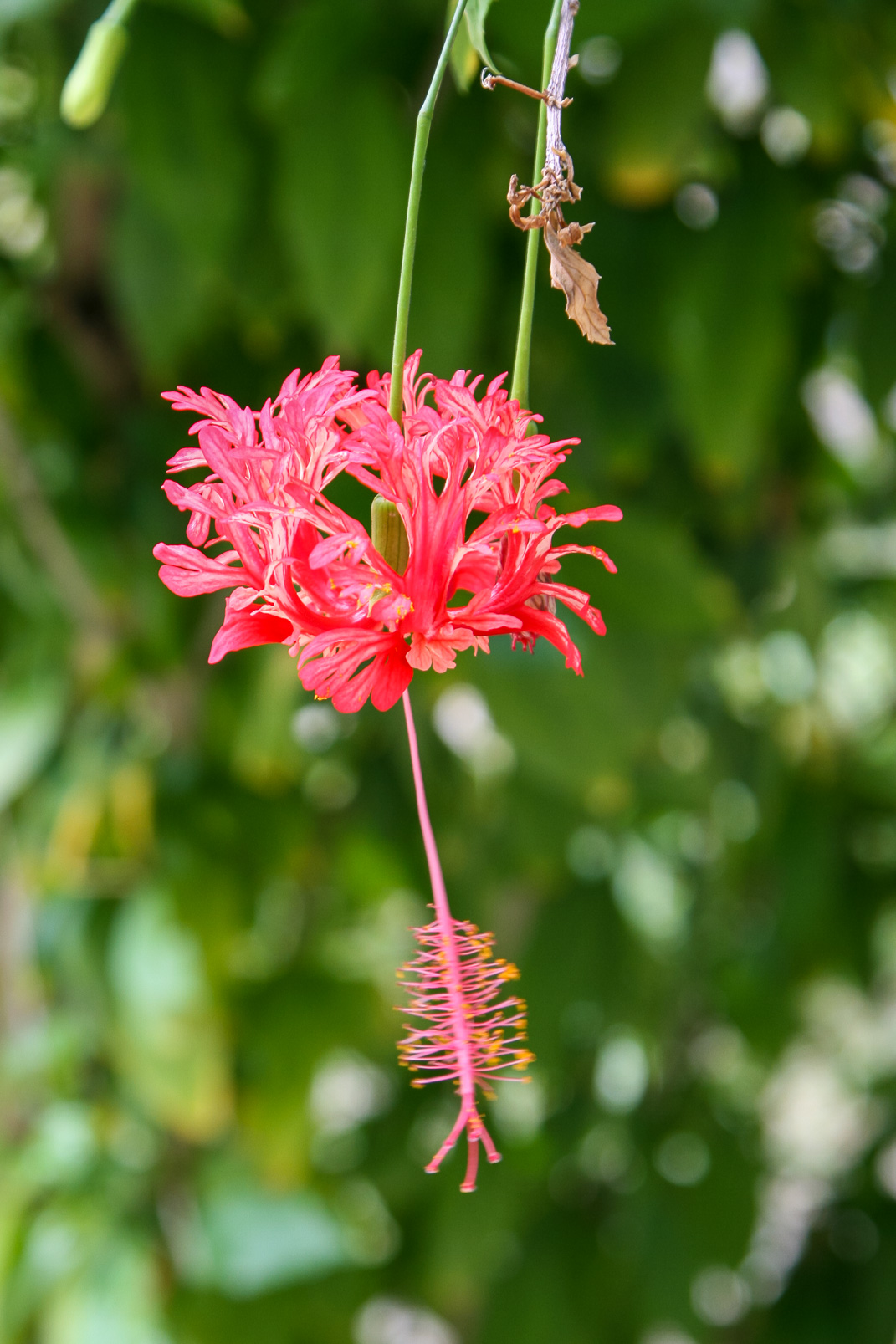 Hibiscus schizopetalus, "Lanterne japonaise"