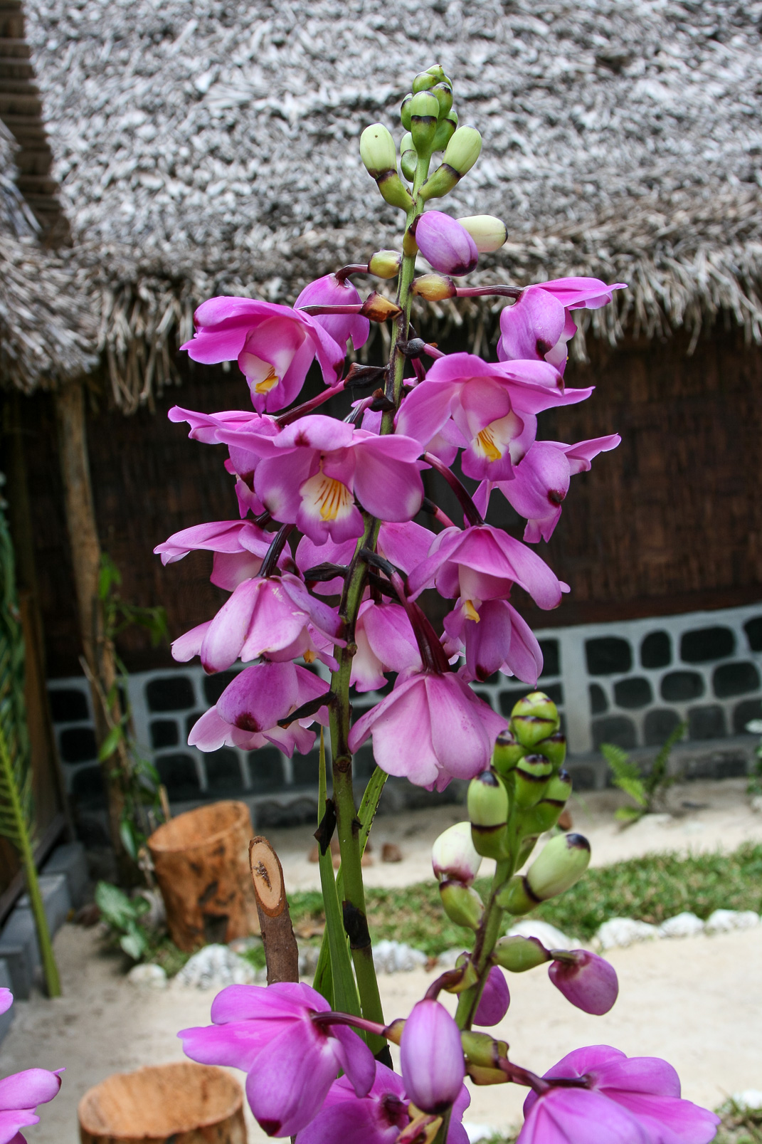 Eulophiella roempleriana, orchidée endémique de cette île et surnomée la "reine des orchidées".