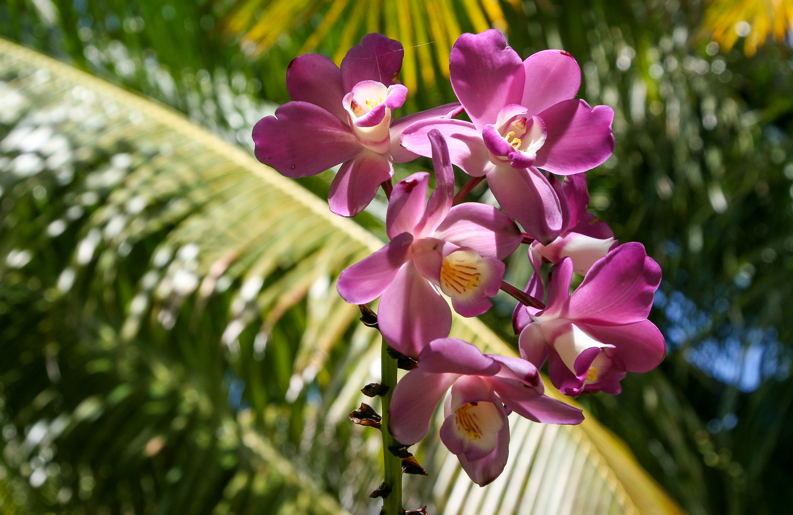 Eulophiella roempleriana, orchidée endémique de cette île et surnomée la "reine des orchidées".