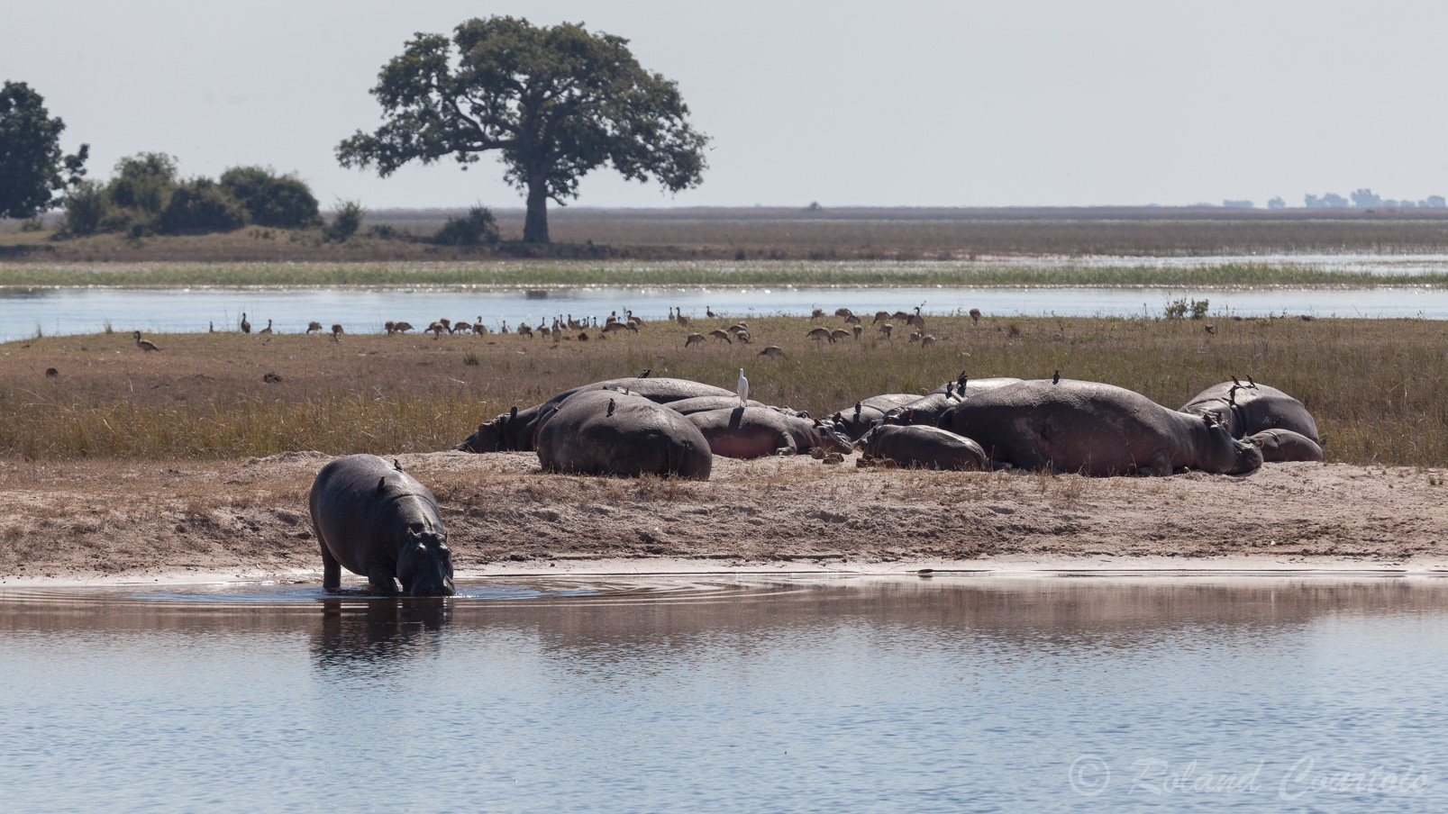 Au bord de la rivière Chobe, des hippopotames se dorent au soleil. Aigrettes blanches et piqueboeufs leur tiennent compagnie.