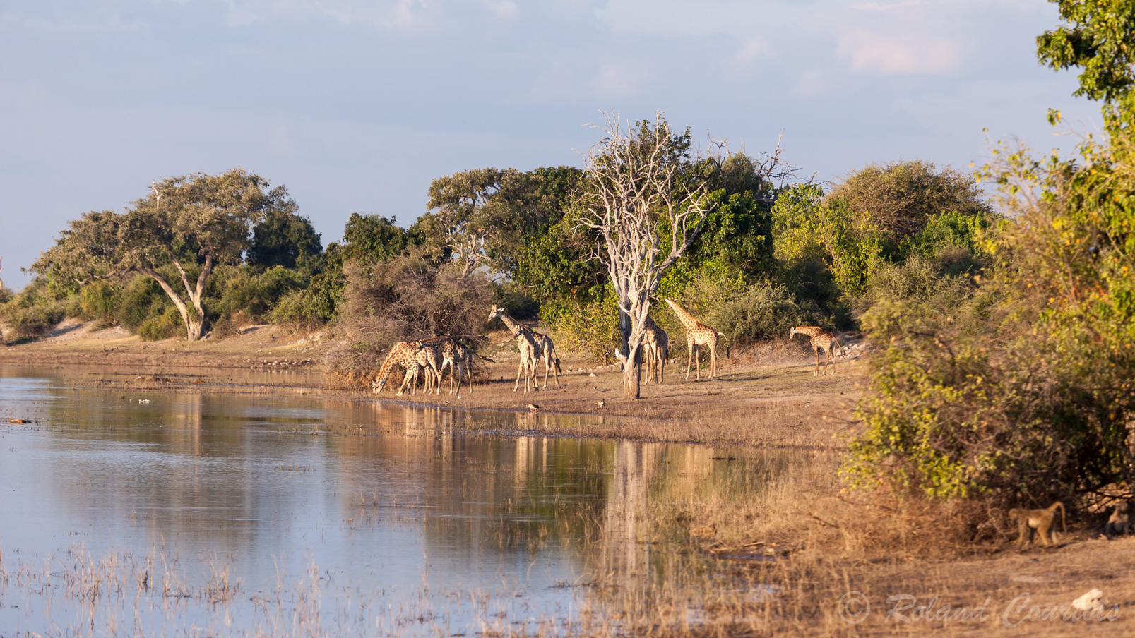 Ces girafes viennent boire à la rivière Chobe.