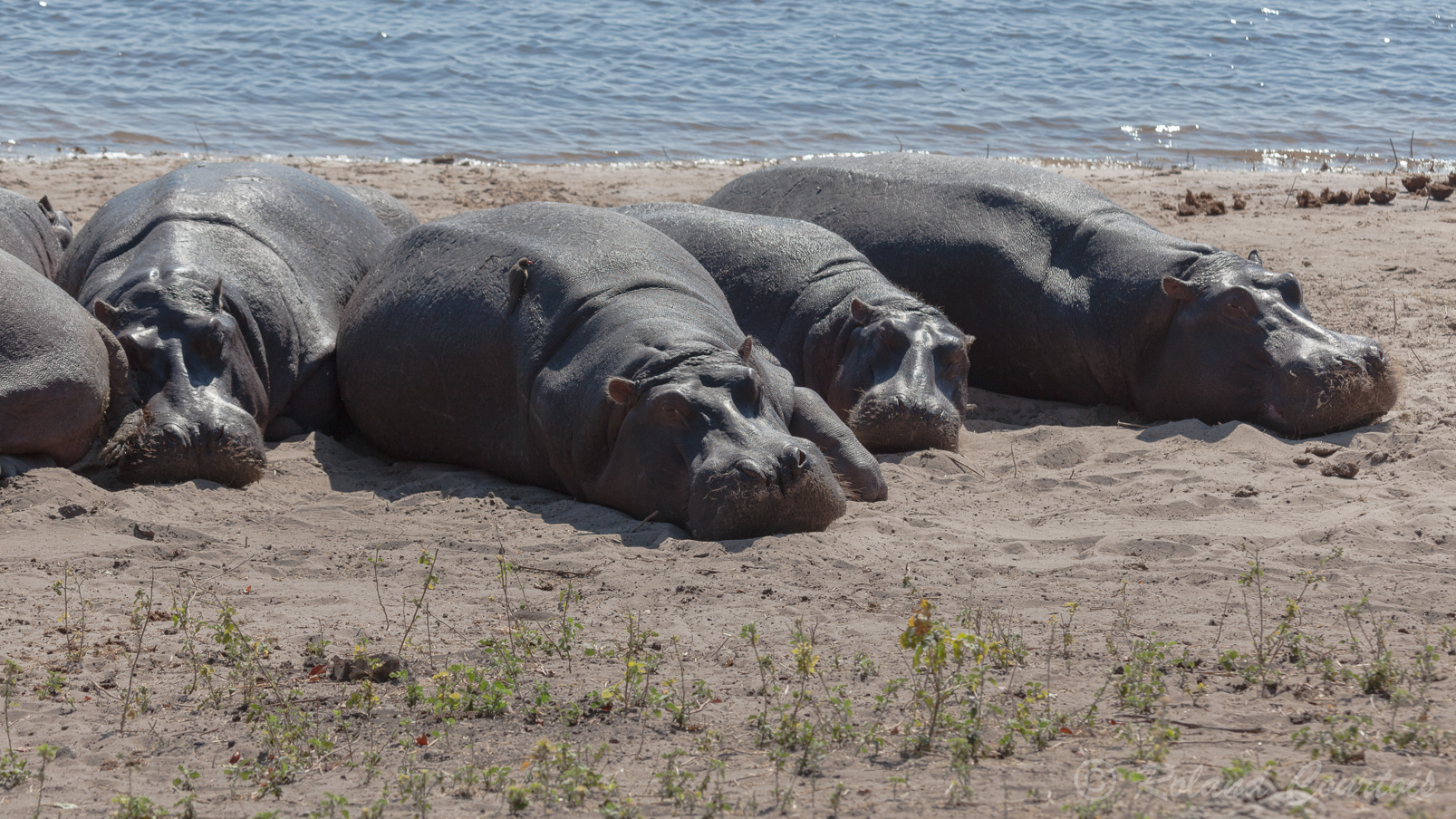 Une douzaine d’hippo font la sieste au soleil. au bord de la rivière Chobe.