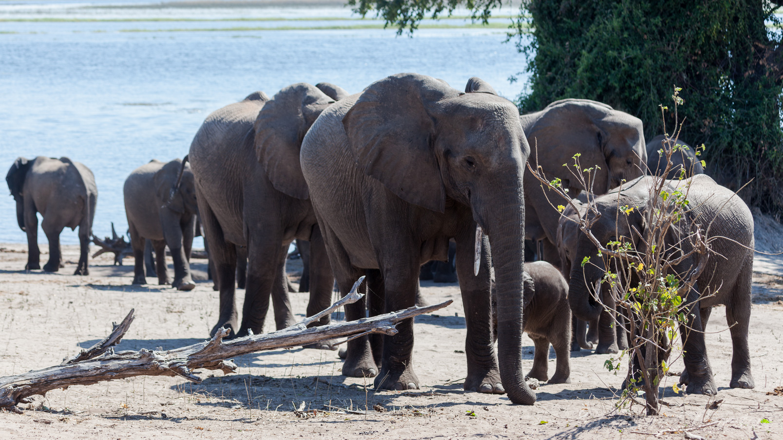 Un groupe d’éléphants en bordure de l’eau, .....