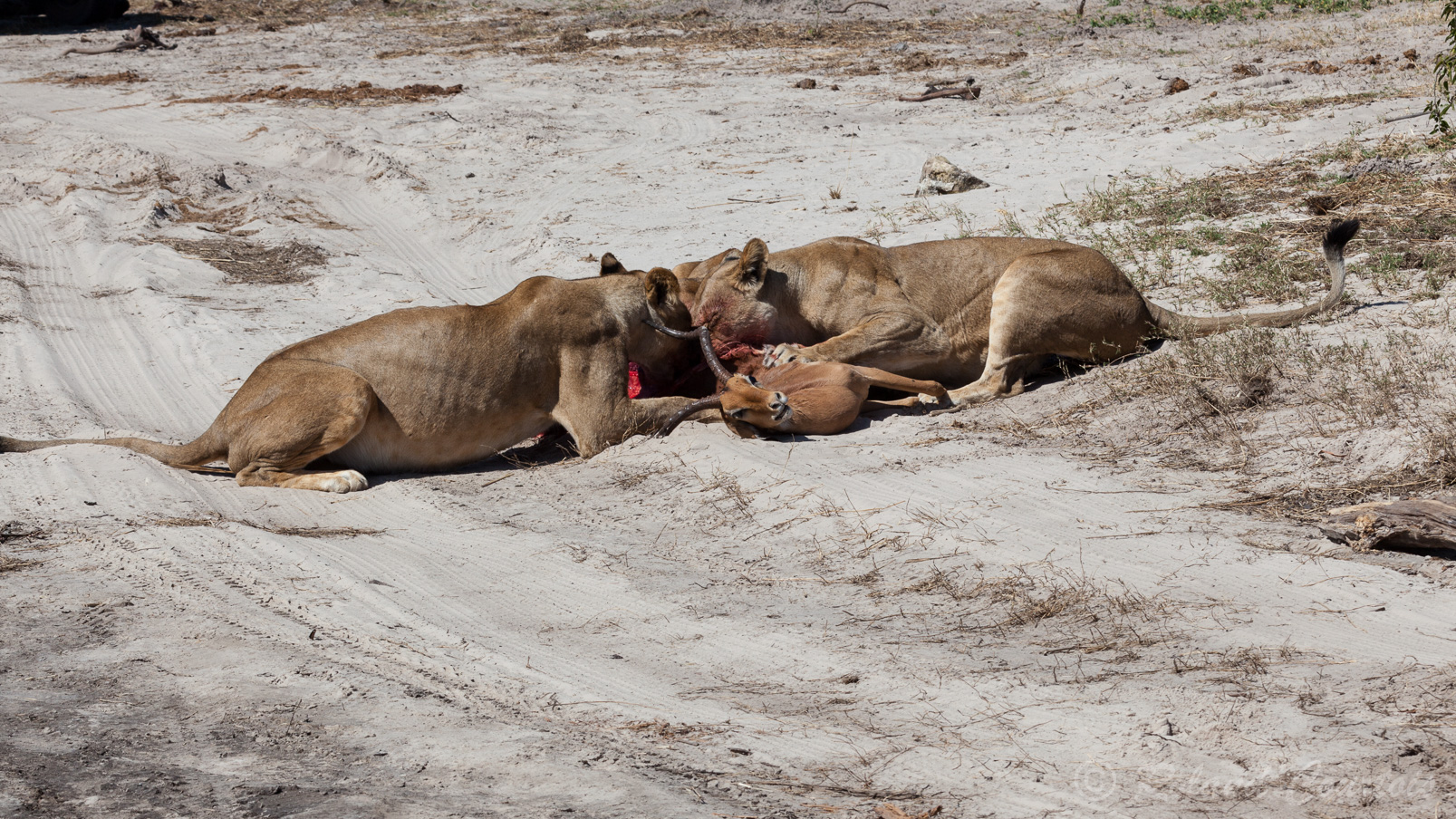 Après la chasse, le festin: un impala n'a pu s'echapper.