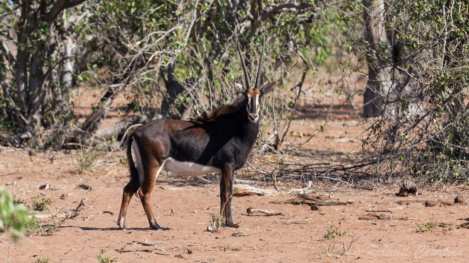 Antilope Chevaline