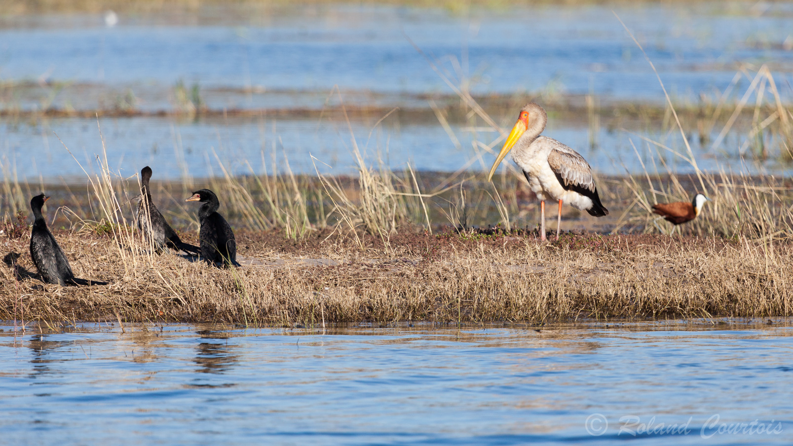 Des Cormorans africains, un Tantale ibis et un jacana à poitrine dorée.