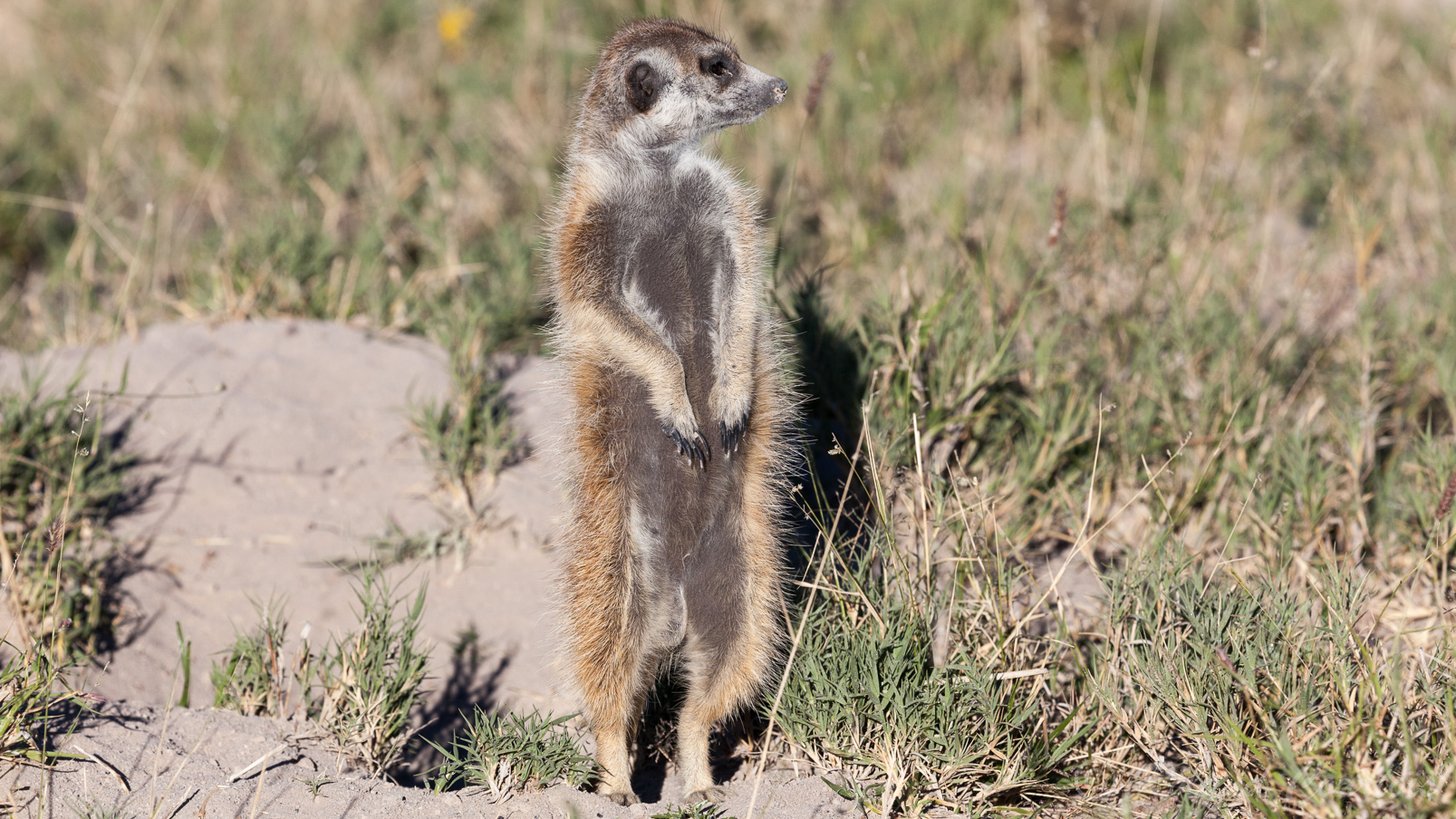 Au petit matin, les suricates sont sortis du terrier et nous observent.