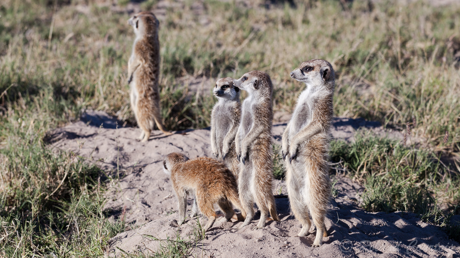 Au petit matin, les suricates sont sortis du terrier et nous observent.