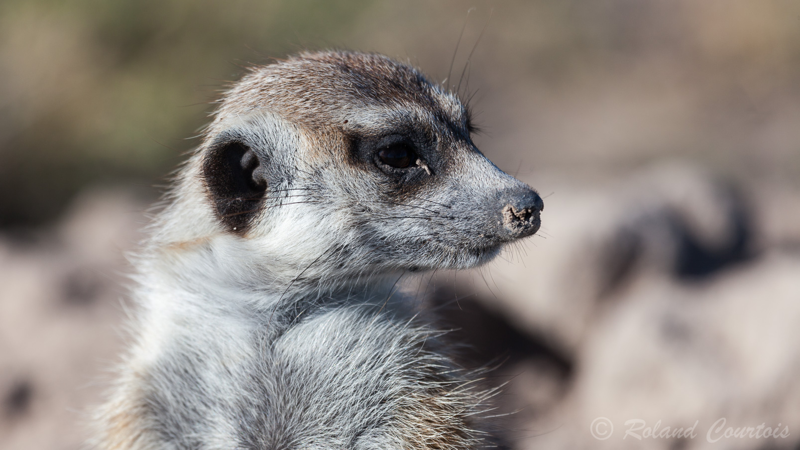 Les suricates sont très curieux et pas farouches du tout.