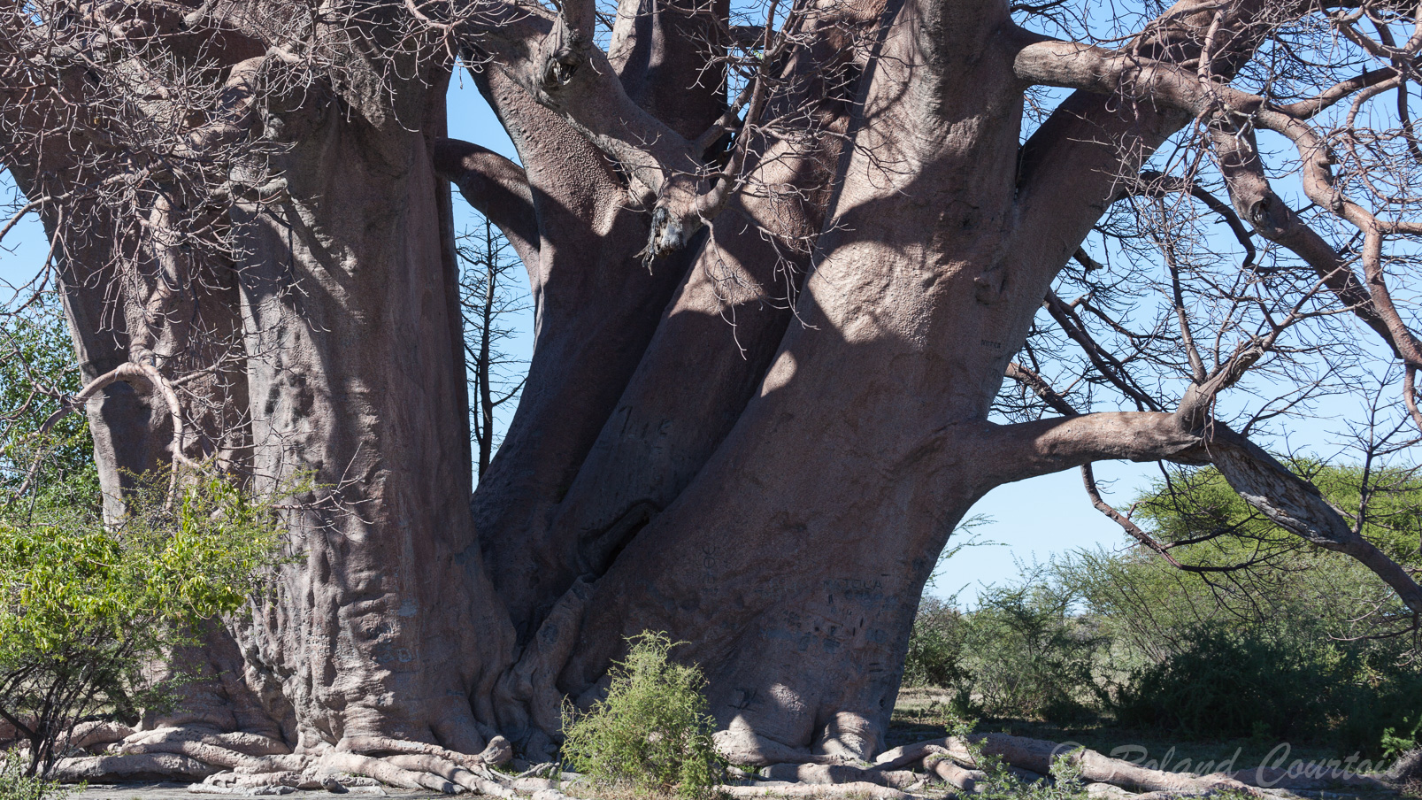 Un énorme baobab africain.