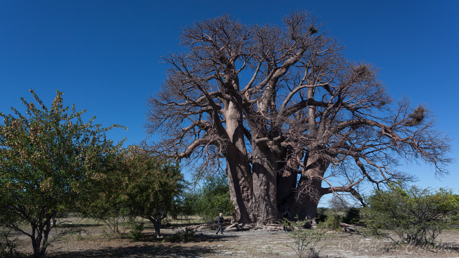 Un énorme baobab africain.