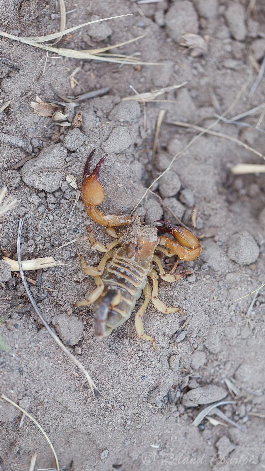 Un bushman arrive à attraper un scorpion.