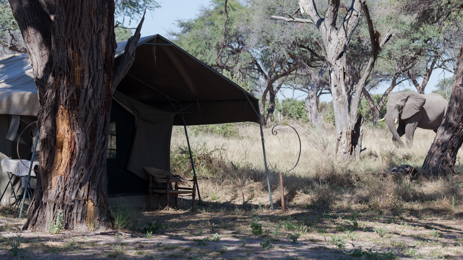 Kwai Tented Camp: les éléphants sont curieux de voir qui s'est installé dans les tentes.