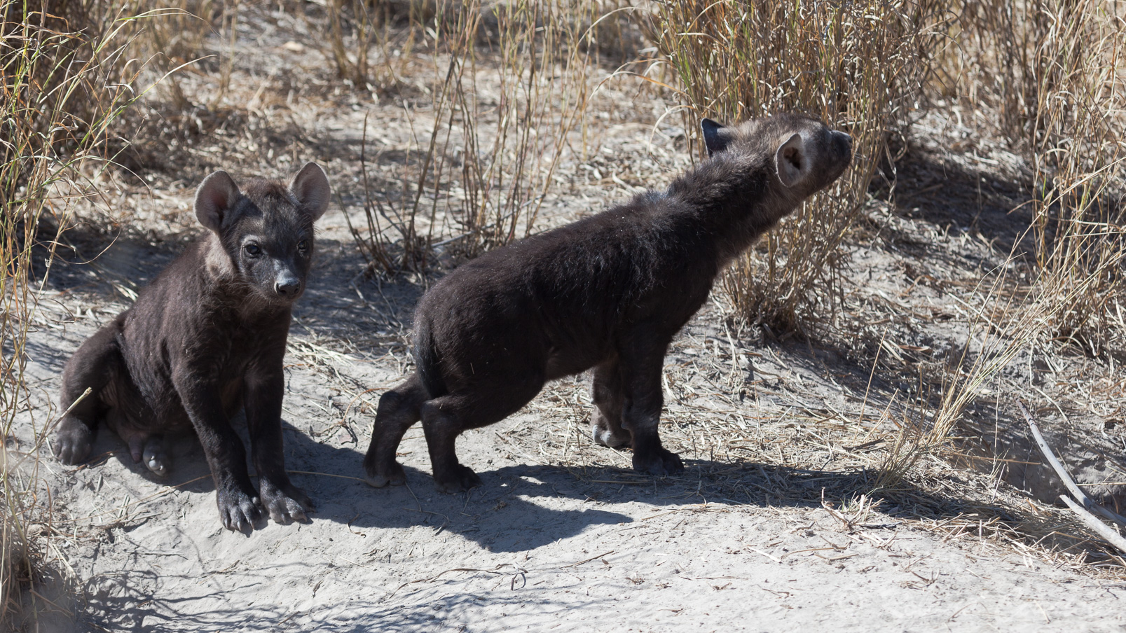 De jeunes hyènes sorties du terrier.