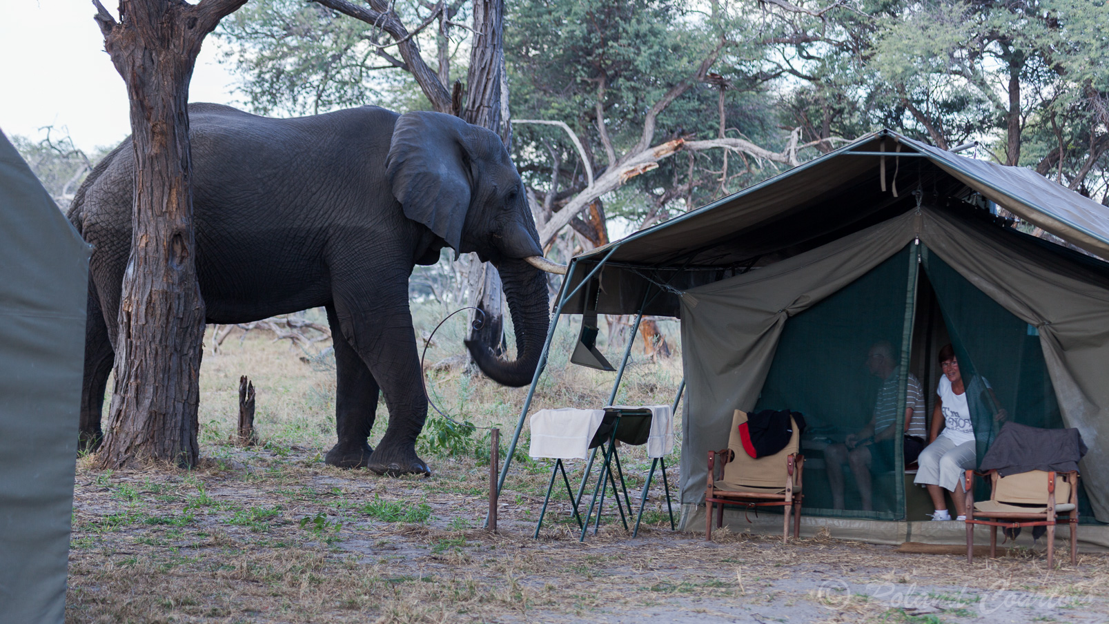 Kwai Tented Camp: un éléphant vient souhaiter la bienvenue aux nouveaux arrivants