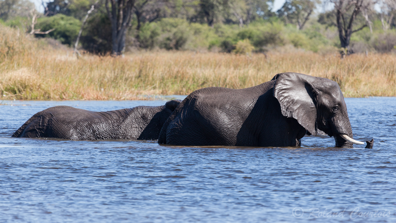 Ces éléphants adorent jouer ensemble dans l'eau.