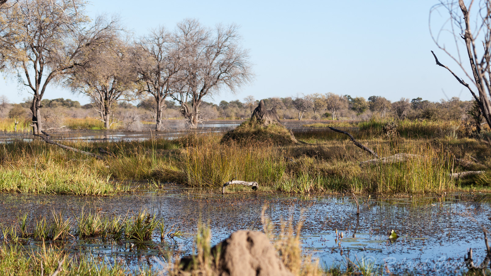 Termitière dans le delta de l'Okavango.