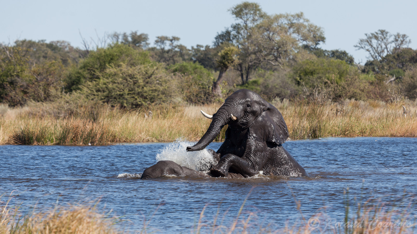 Ces éléphants adorent jouer ensemble dans l'eau.