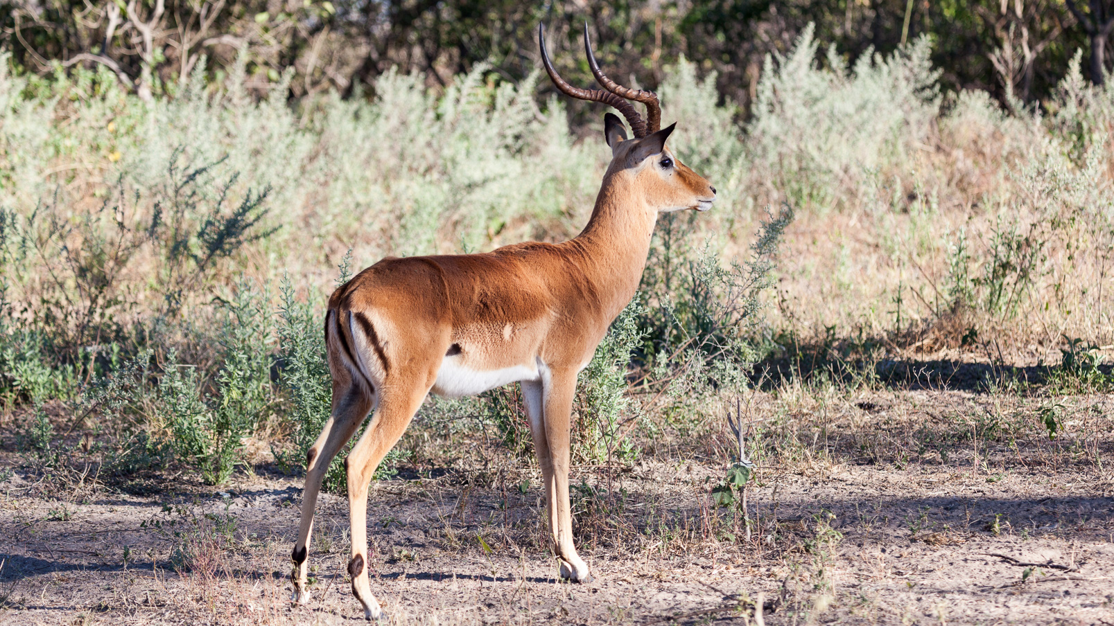 Impala mâle.