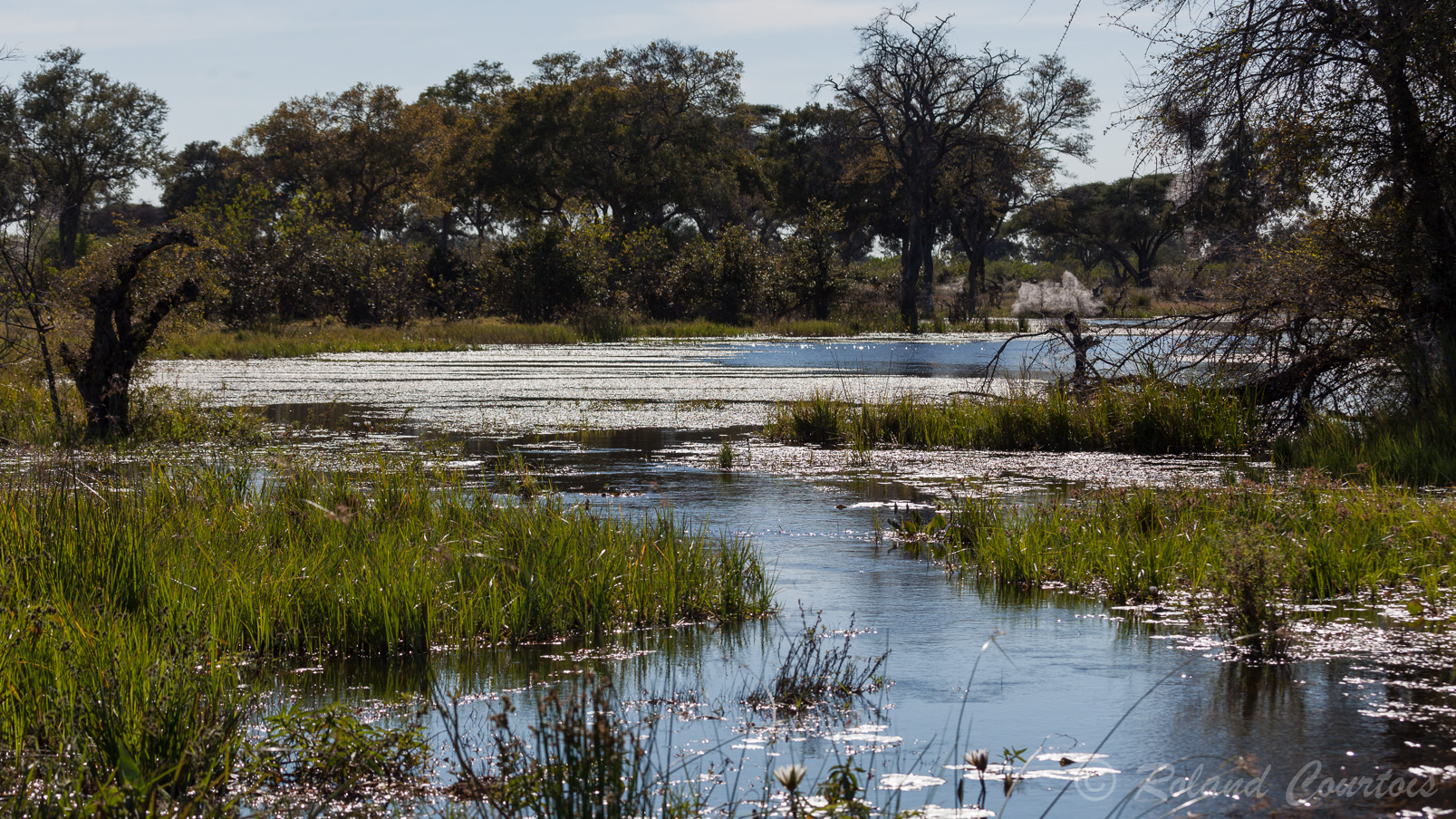 Dans le delta de l'Okavango, l'eau est omniprésente.