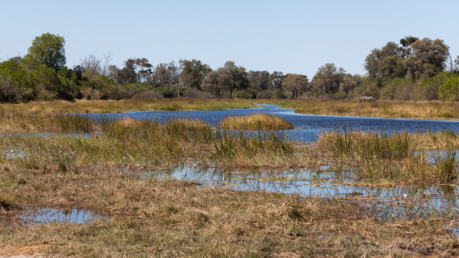 Okavango, un paradis pour la faune sauvage.