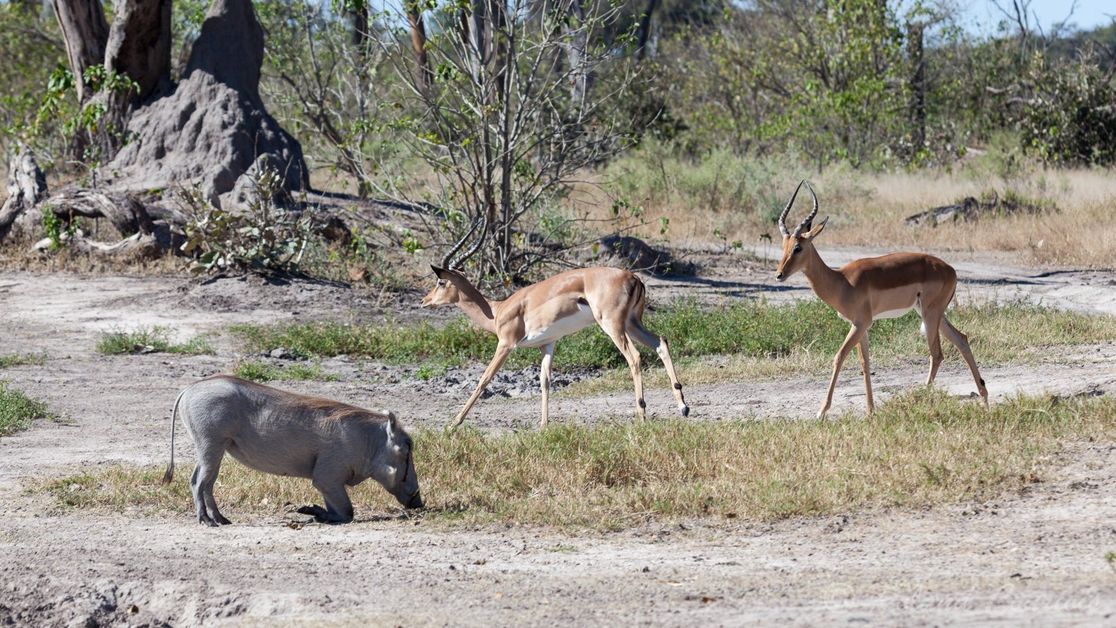 Impalas et phacochère