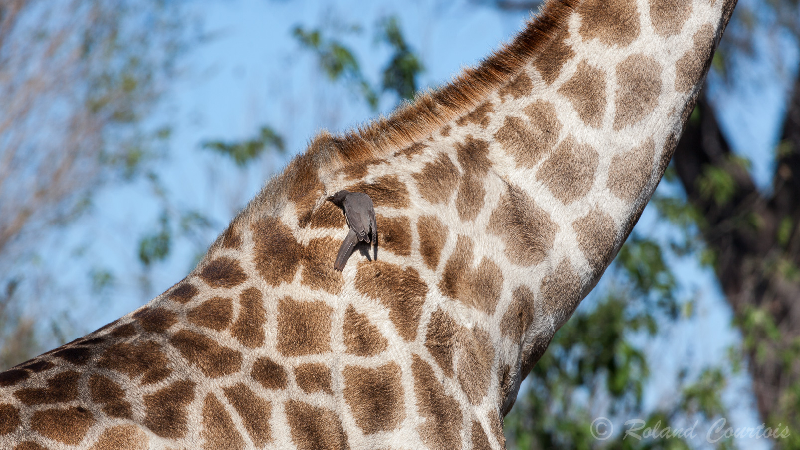 Sur le dos de cette Girafe, un Piqueboeuf à bec jaune.