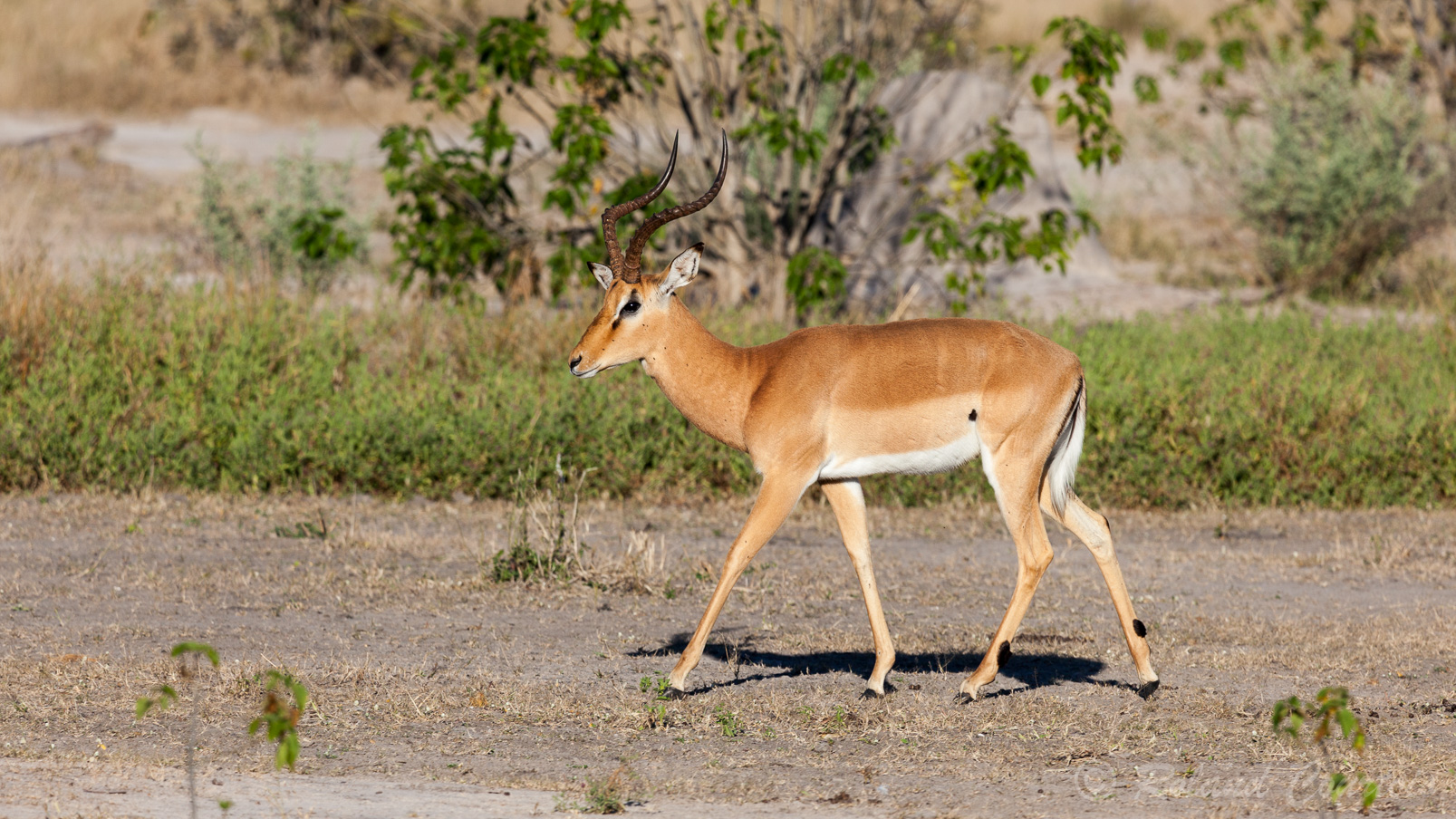 Impala mâle.