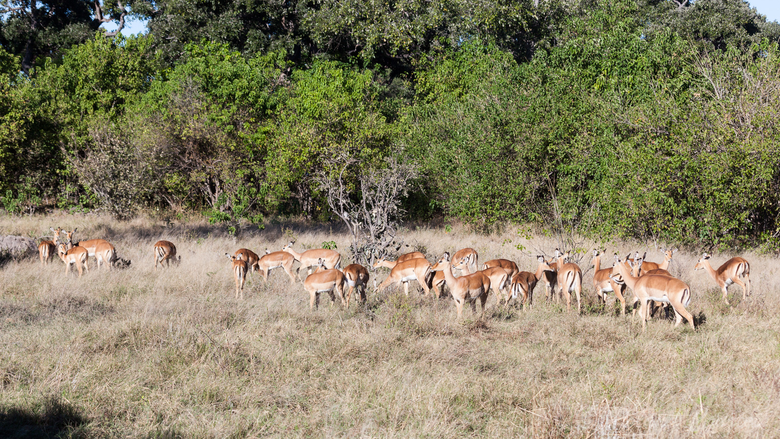 Un grande famille d'impalas.