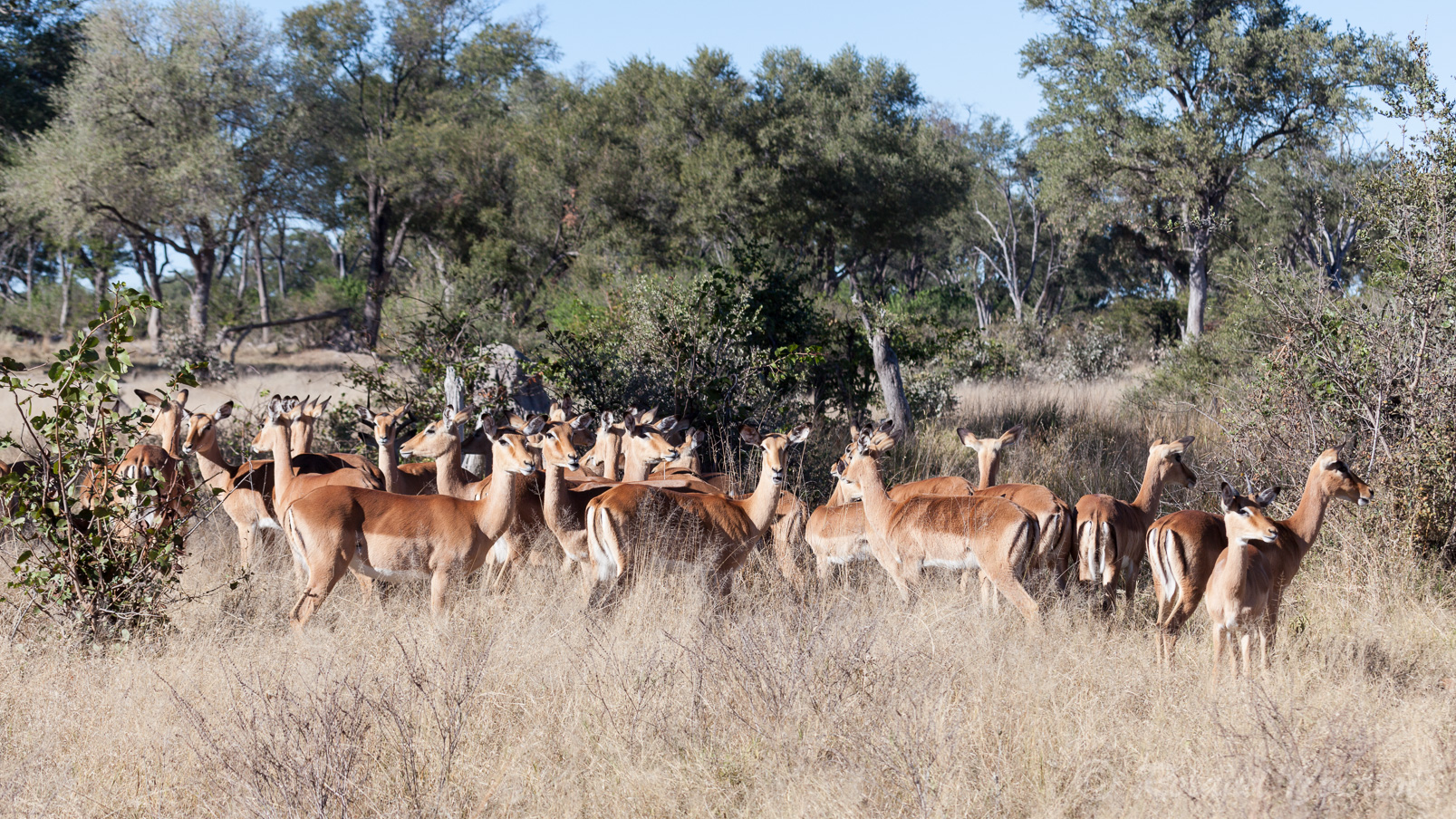 Un grande famille d'impalas.